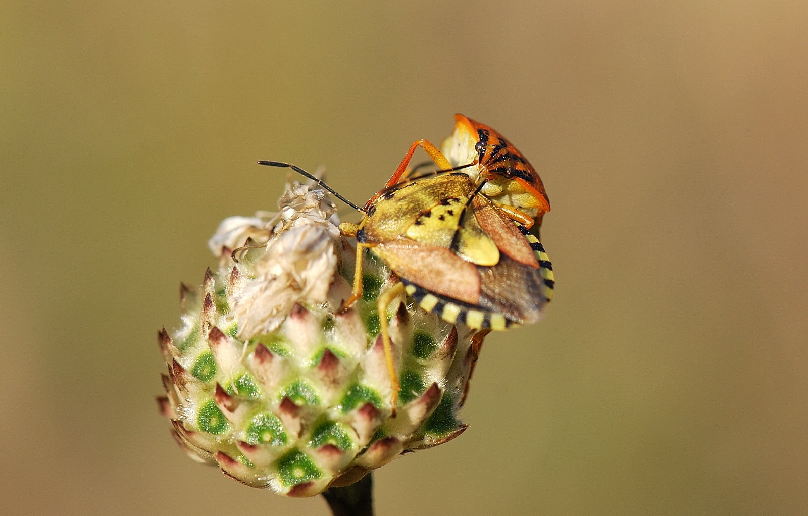 Emitteri del Reatino